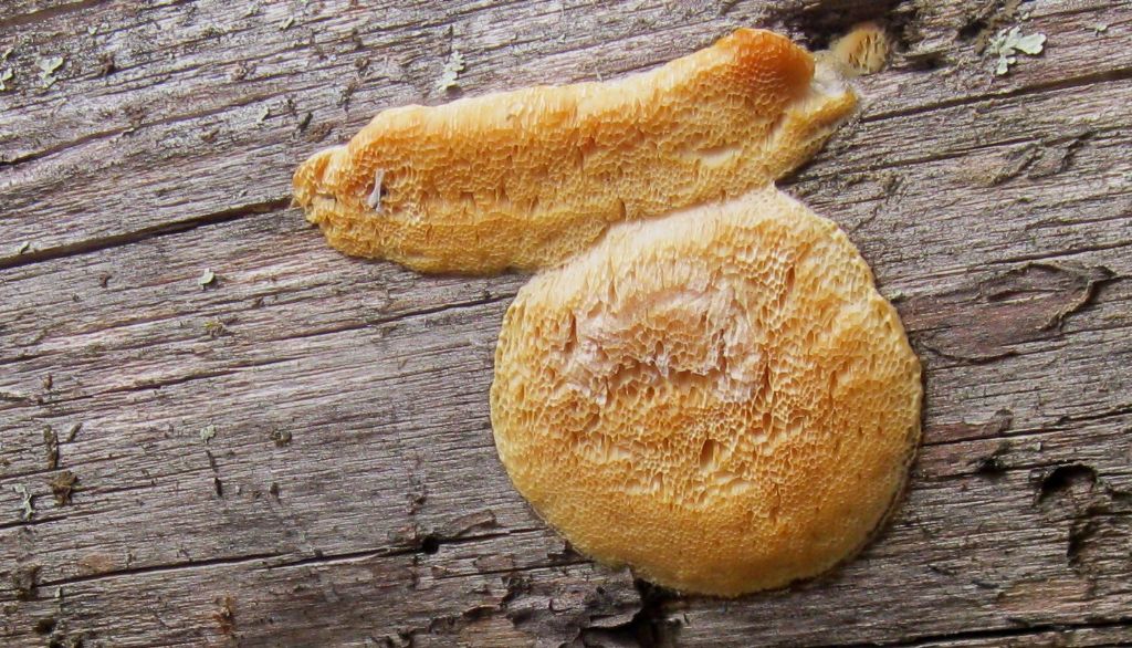 Diplomitoporus flavescens..